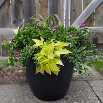 Patio Planters