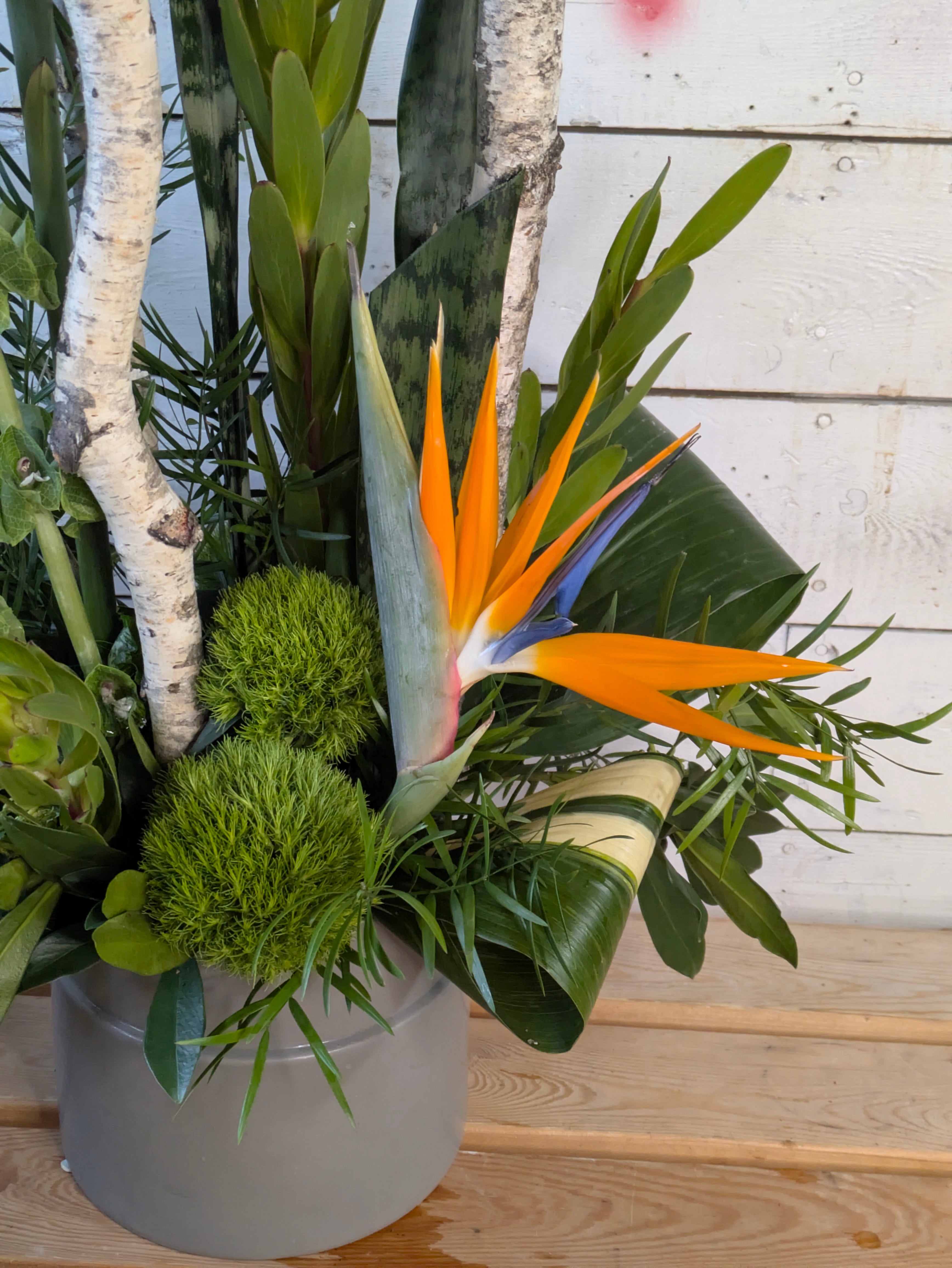Tropical Statement