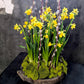 Seasonal Feature - Floral Arrangement