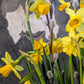 Seasonal Feature - Floral Arrangement