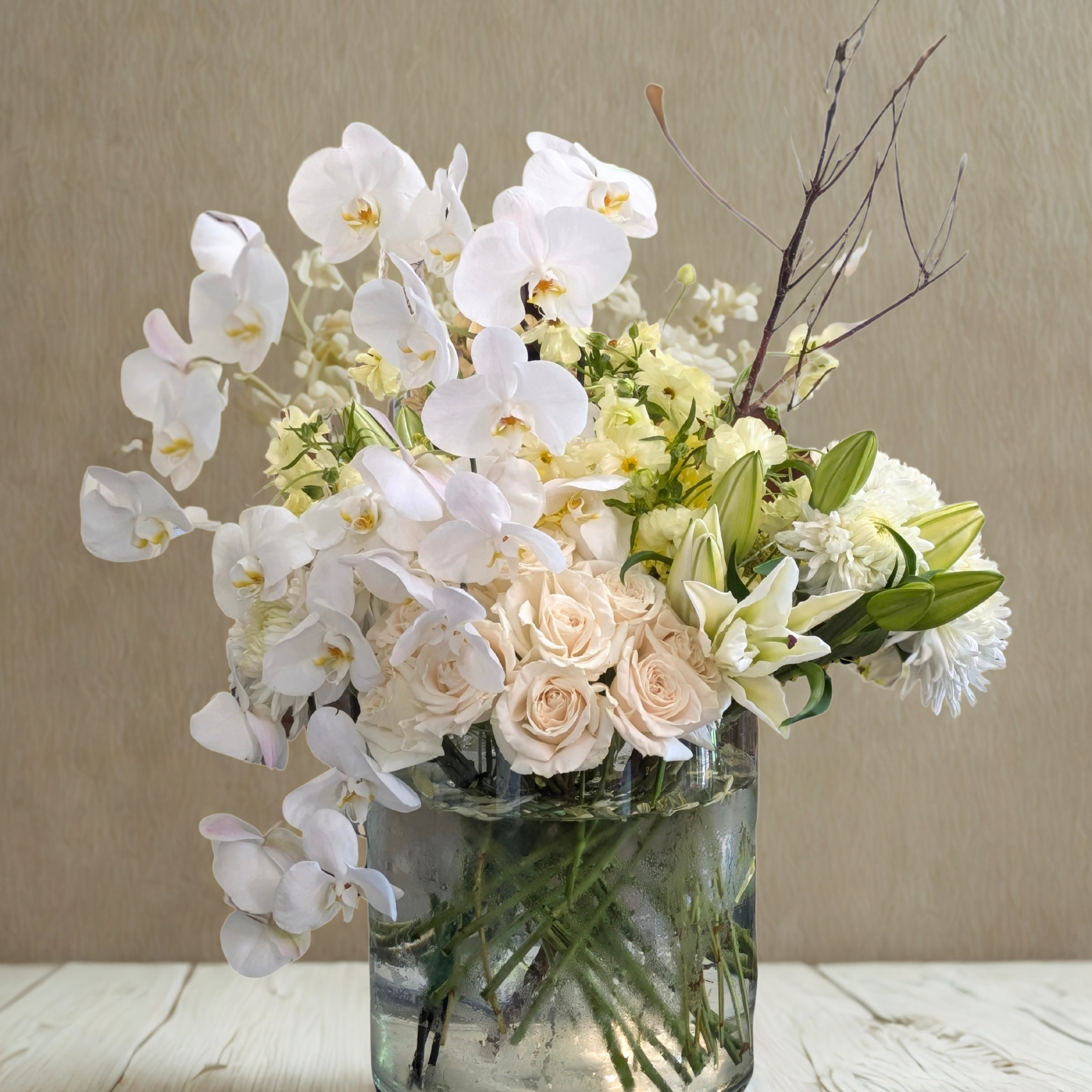 Phalenopsis Statement